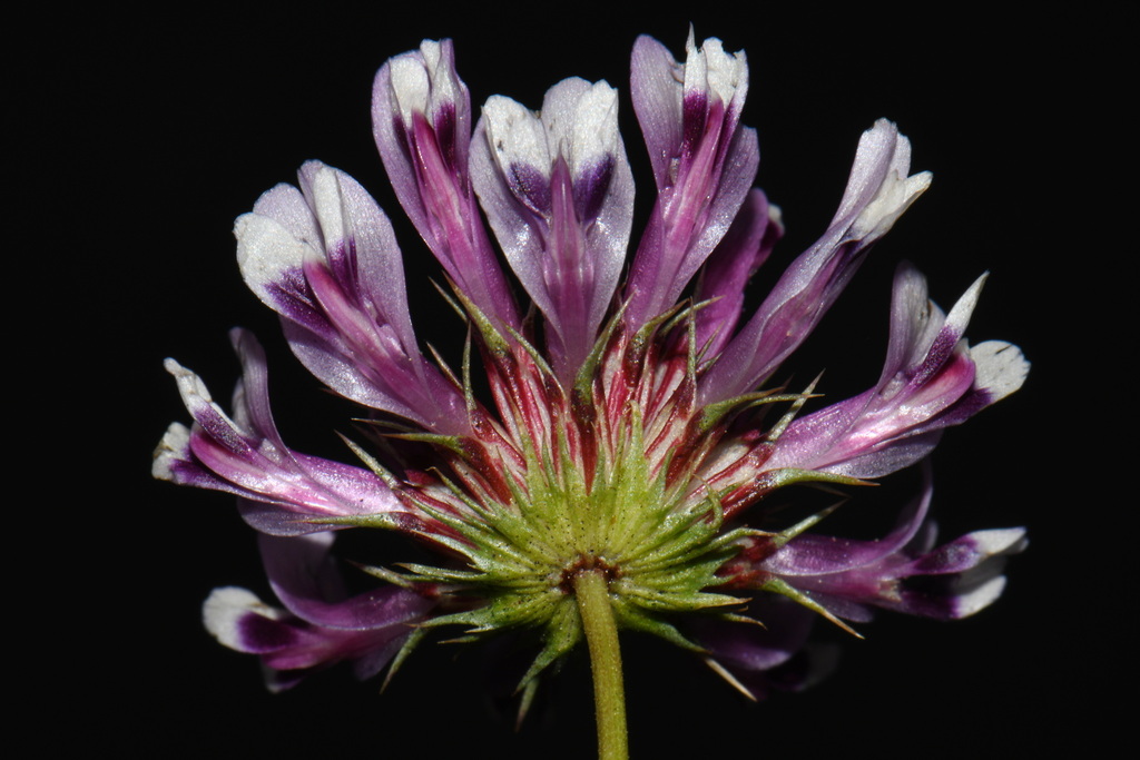 Trifolium willdenovii; photograph (c) Brian Finzel, some rights reserved (CC BY-SA)