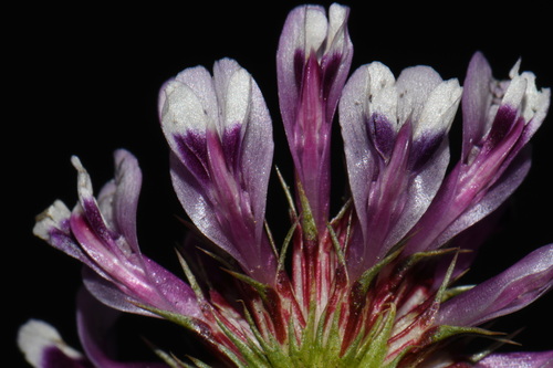 Trifolium willdenovii, photograph 6
