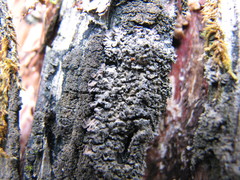 Fuscopannaria sorediata