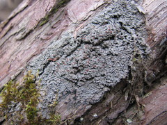 Fuscopannaria leucosticta