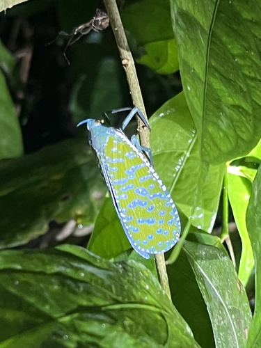 Aphaena amabilis