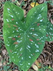 Caladium