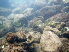 Acanthurus triostegus sandvicensis