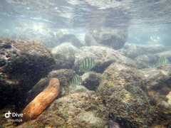 Acanthurus triostegus sandvicensis