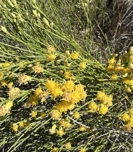 Lepidospartum squamatum, photograph 4