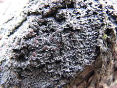 Fuscopannaria leucosticta