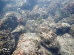 Acanthurus triostegus sandvicensis