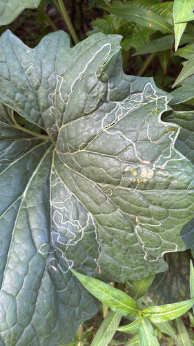 iNaturalist observation photo of Phyllocnistis insignis