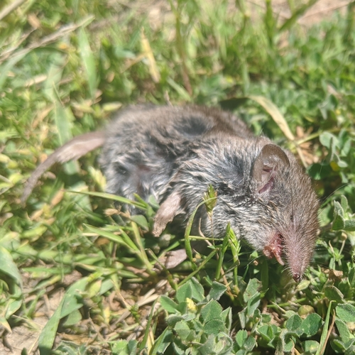 Güldenstädt's White-toothed Shrew (Crocidura gueldenstaedtii)