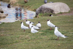 Chroicocephalus ridibundus