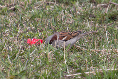 Passer domesticus