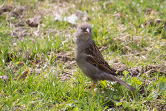 Passer domesticus