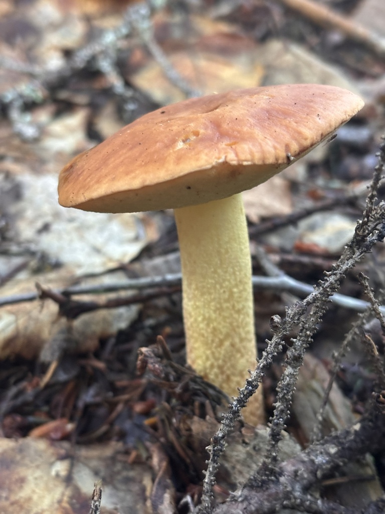 Smoothish-stemmed bolete