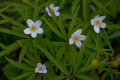 Anemonoides caerulea