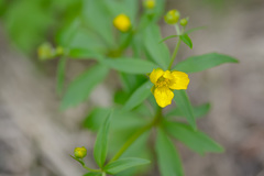 Ranunculus monophyllus