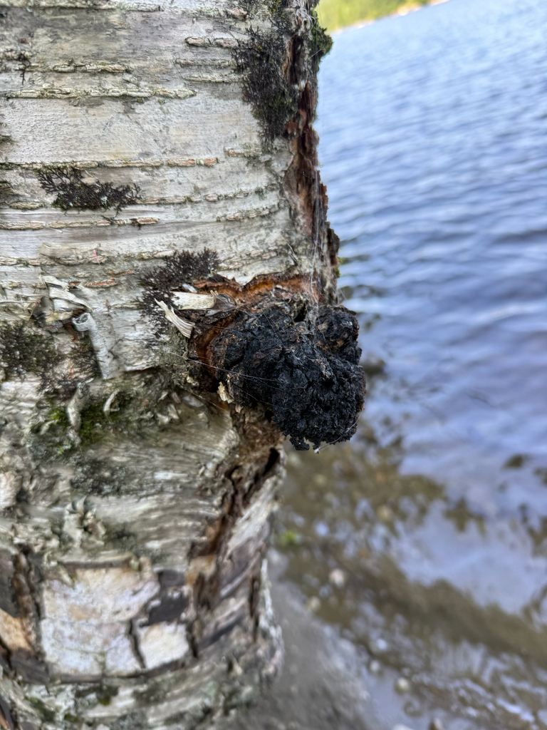 chaga · August 2026 · photo: Photo: (c) Tyler Jean, some rights reserved (CC BY) · iNaturalist