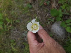 Calochortus gunnisonii