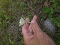 Calochortus gunnisonii, photograph author not stated, no rights reserved