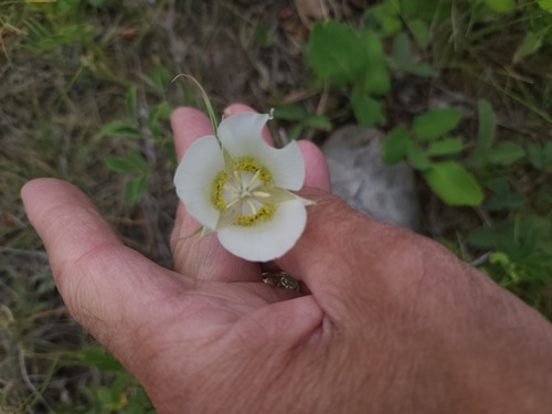 Calochortus gunnisonii, photograph 2