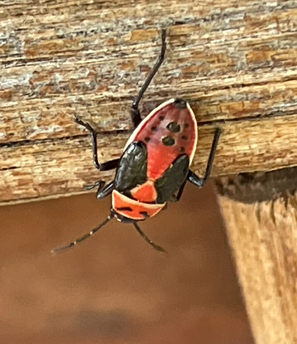 Small Milkweed Bug
