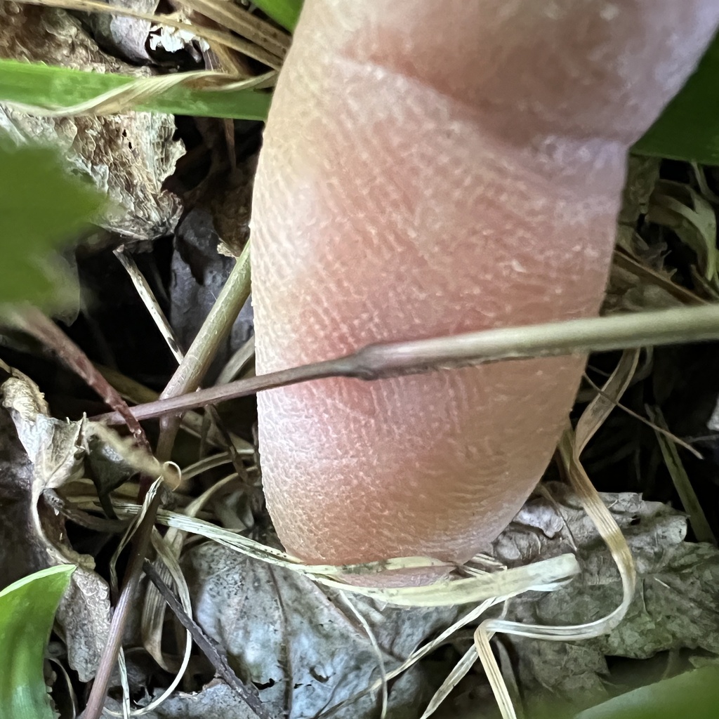 Dichanthelium commutatum; photograph (c) Anne Parker, some rights reserved (CC BY)