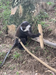 Allochrocebus lhoesti