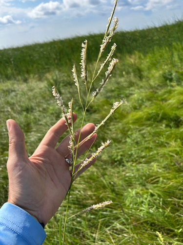 prairie cordgrass