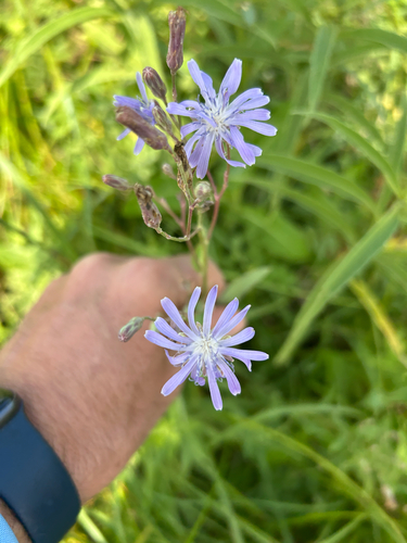 common blue lettuce
