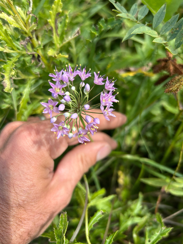 Prairie Onion