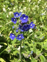 Pentaglottis sempervirens