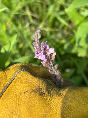 American germander