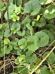 Viola suavis