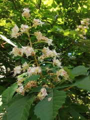 Aesculus hippocastanum