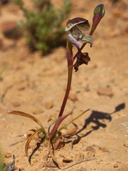 Disa spathulata spathulata