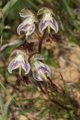 Disa spathulata spathulata