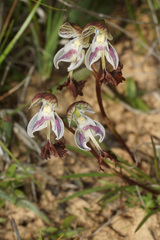 Disa spathulata spathulata