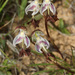 Disa spathulata spathulata - Photo (c) Felix Riegel, alguns direitos reservados (CC BY-NC), uploaded by Felix Riegel