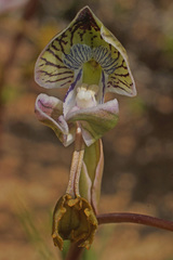 Disa spathulata spathulata