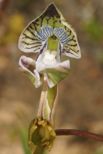 Disa spathulata (L.f.) Sw.
