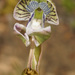 Begging-hand Orchid - Photo (c) Felix Riegel, some rights reserved (CC BY-NC), uploaded by Felix Riegel