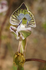 Disa spathulata spathulata