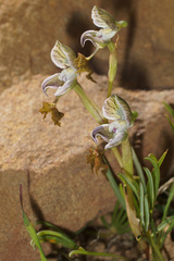 Disa spathulata spathulata