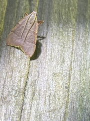 Basacallis tarachodes