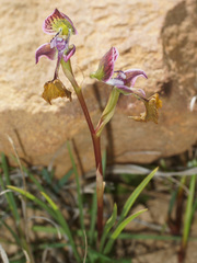 Disa spathulata spathulata