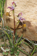 Disa spathulata spathulata