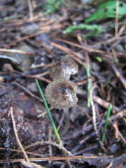 Pseudohydropus parafunebris