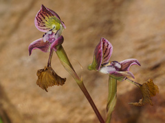 Disa spathulata spathulata