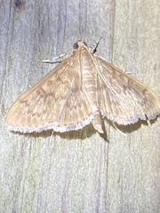 Psara obscuralis