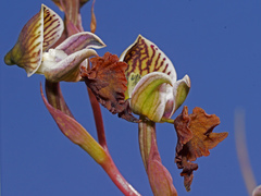 Disa spathulata spathulata