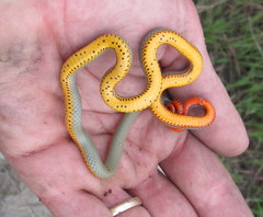 Diadophis punctatus modestus